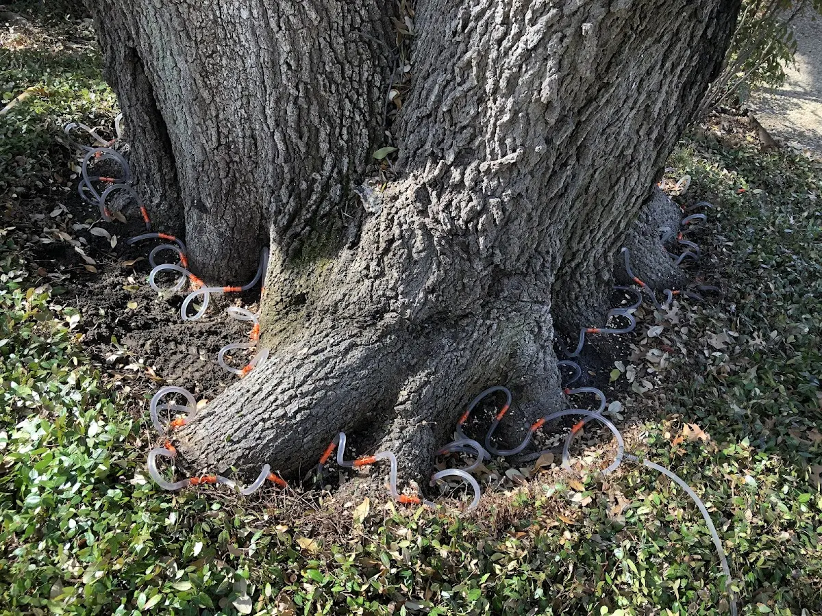 Detailed Tree Cabling and Bracing job site in Poth