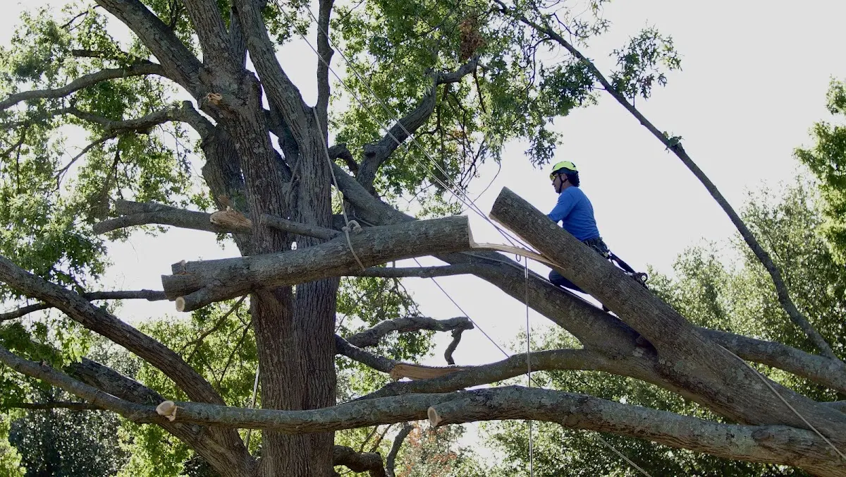 Professional Crown Thinning performed by certified arborists in Poth